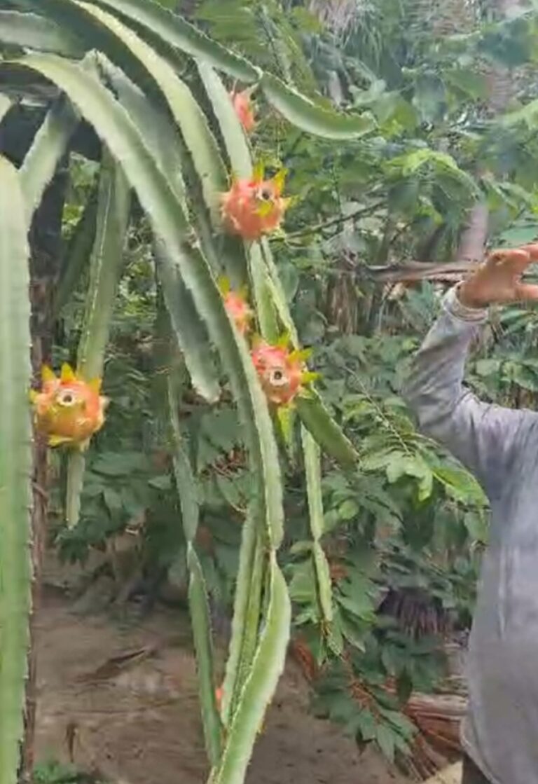 Leia mais sobre o artigo *Produtores locais de Santa Helena-MA se manifestam contra o projeto do Grupo Josinaldo Moraes para acabar com a Agricultura Familiar*