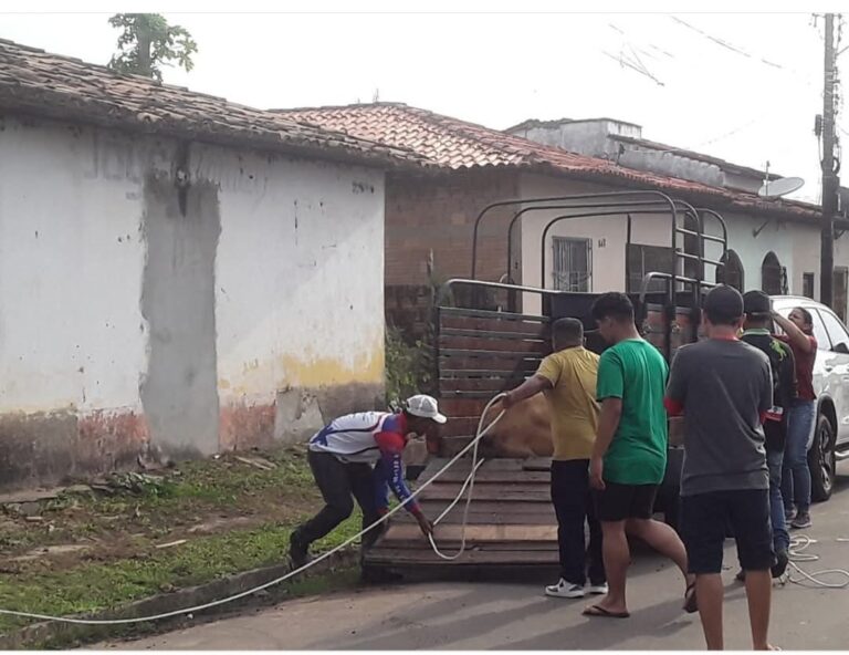 Leia mais sobre o artigo *No primeiro dia de operação para apreensão de animais de grande portes soltos irregularmente nas ruas e avenida da cidade, Prefeitura resgata e abriga animais. Os proprietários devem se dirigir a Secretaria de Tributos, maiores detalhes na matéria.*
