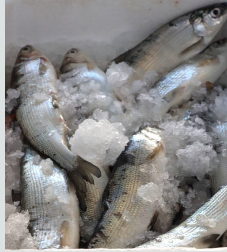 Leia mais sobre o artigo *Prefeitura de Santa Helena em parceria com o Governo do Estado distribuiu peixes para a população em celebração à Semana Santa. Mas, a ação desagrada a oposição.*