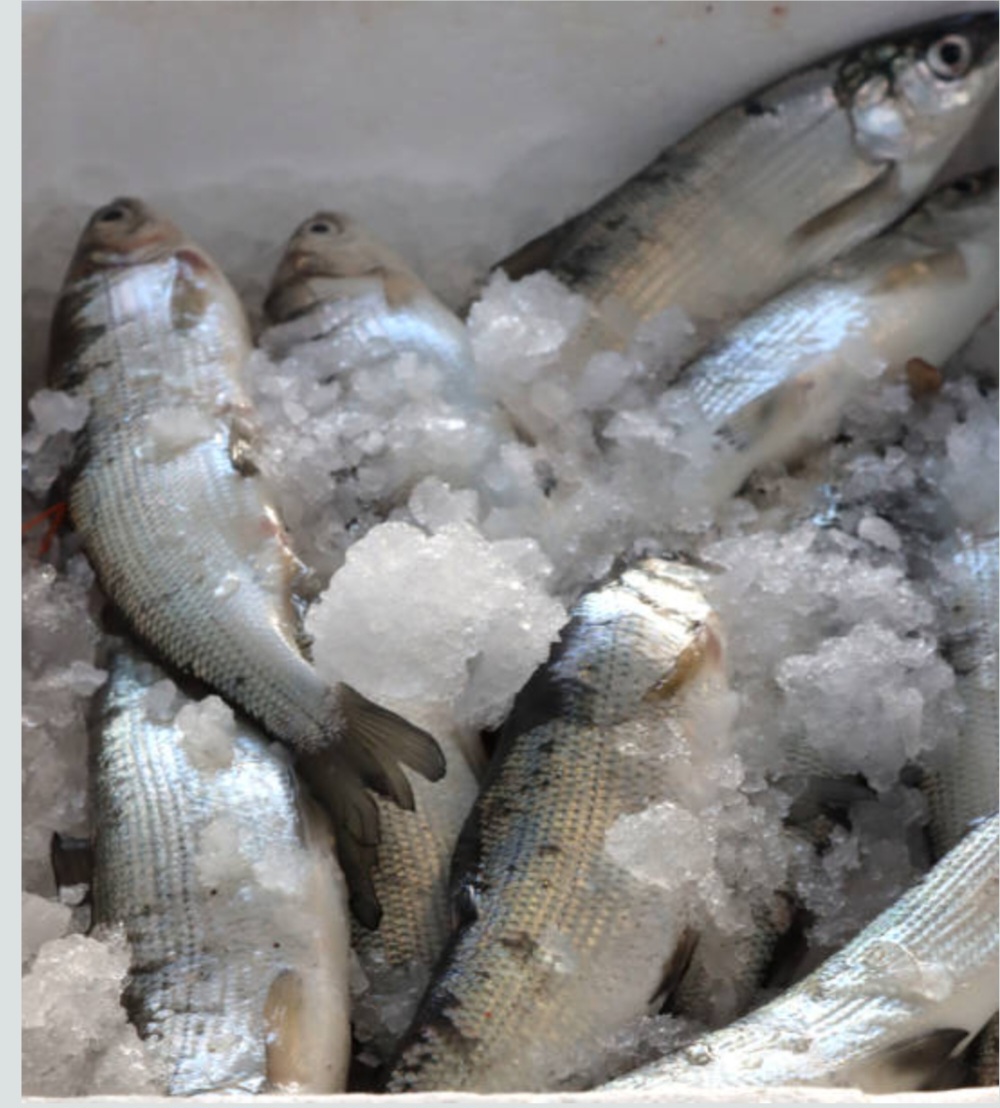 No momento, você está visualizando *Prefeitura de Santa Helena em parceria com o Governo do Estado distribuiu peixes para a população em celebração à Semana Santa. Mas, a ação desagrada a oposição.*