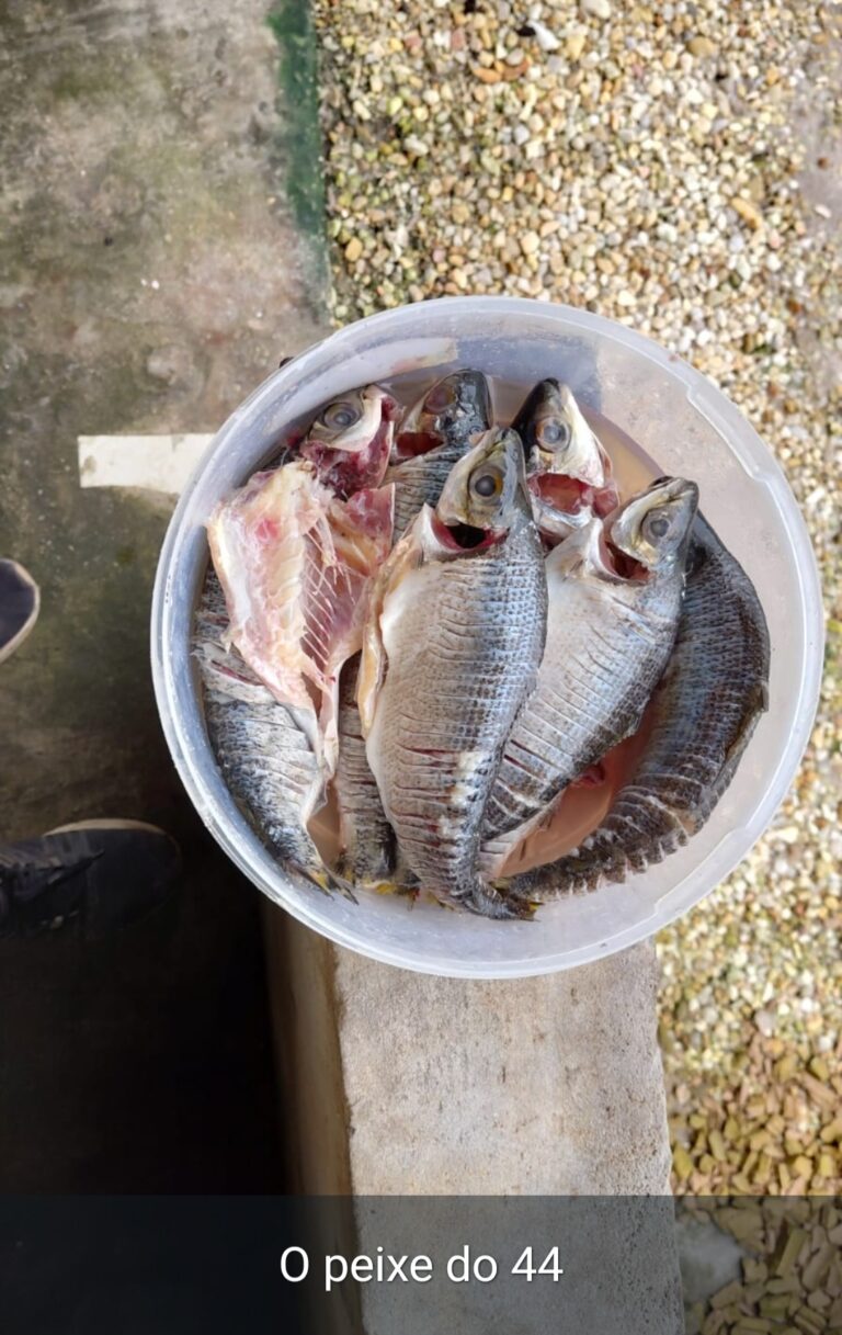 Leia mais sobre o artigo *Oposição em Santa Helena tentou fazer “ação social”, mas entregou foi vergonha: pouca gente, peixe podre e muita indignação. Um retrato claro do desespero e da falta de respeito com o povo.*